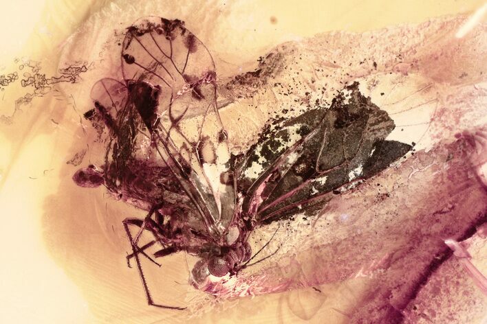 Detailed Fossil Barklouse (Psocodea) In Baltic Amber - Frassing #352910